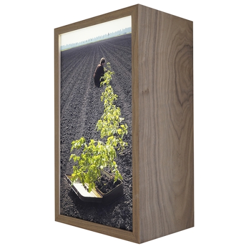 Field | 45 x 26 x 18 cm, lightbox (walnut wood, duratrans, led, museum glass), 2022